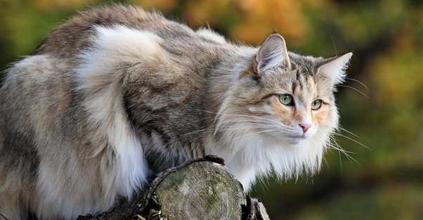 Top 15 Largest Cats In The World