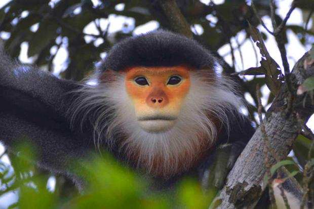 Top 10 Most Weirdest Monkeys