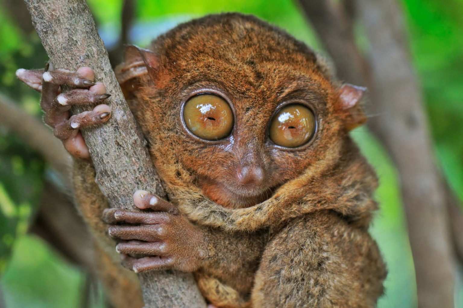 Top 10 Most Weirdest Monkeys Of All Time | World's Top Insider
