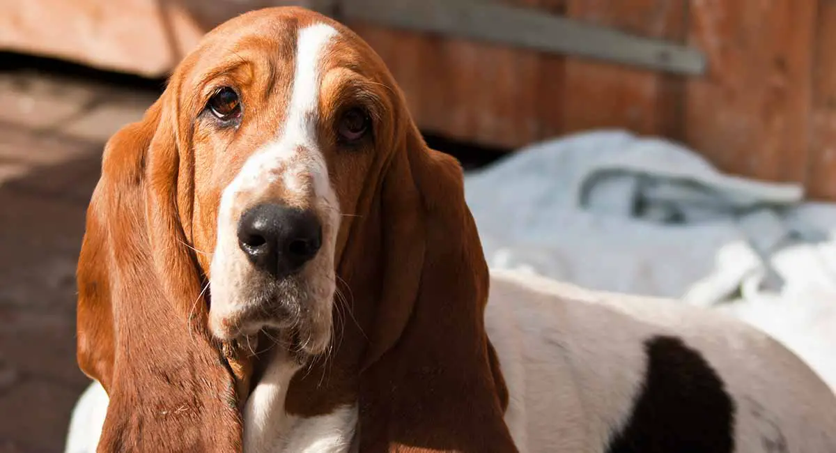 THE BASSET HOUND Dogs Breed 