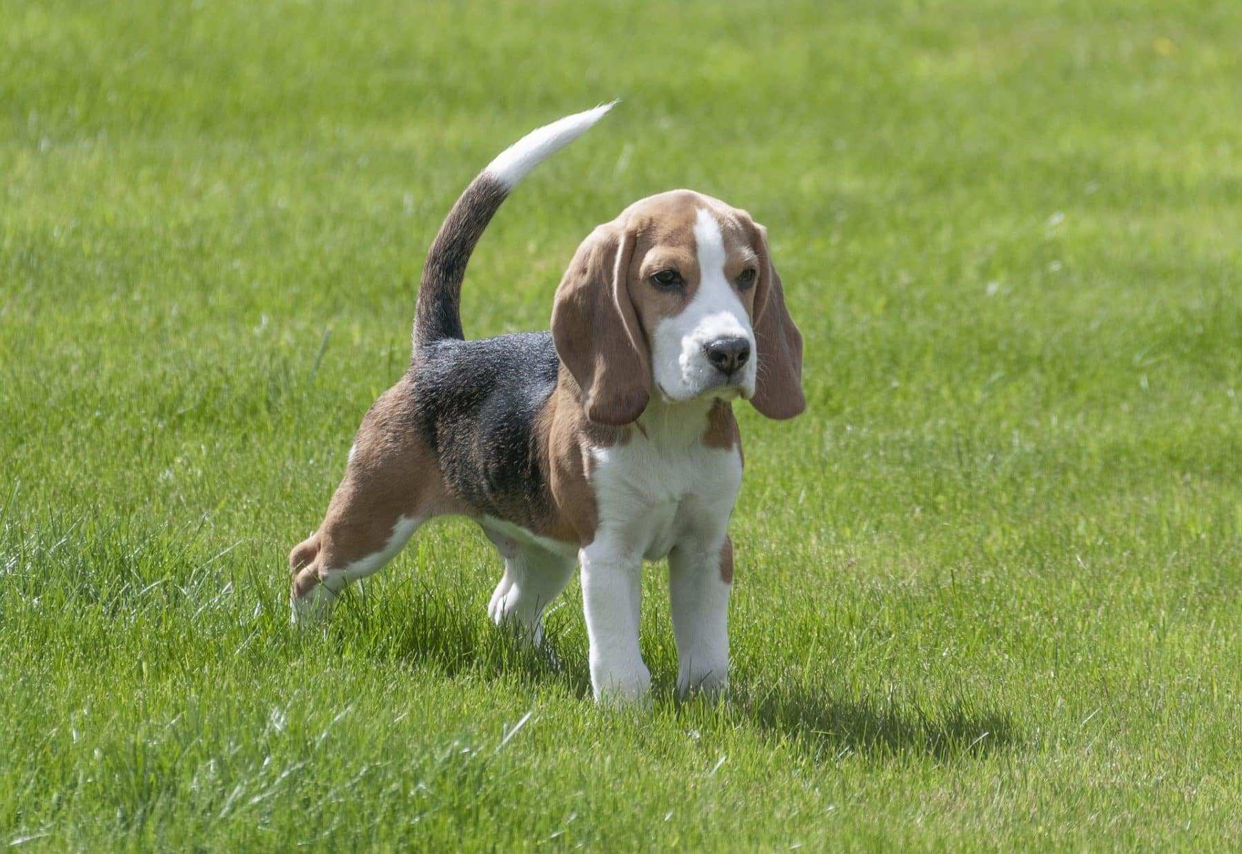THE BEAGLE 15 Dogs Breed