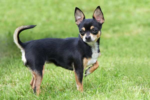 THE CHIHUAHUA Dogs Breed In The World