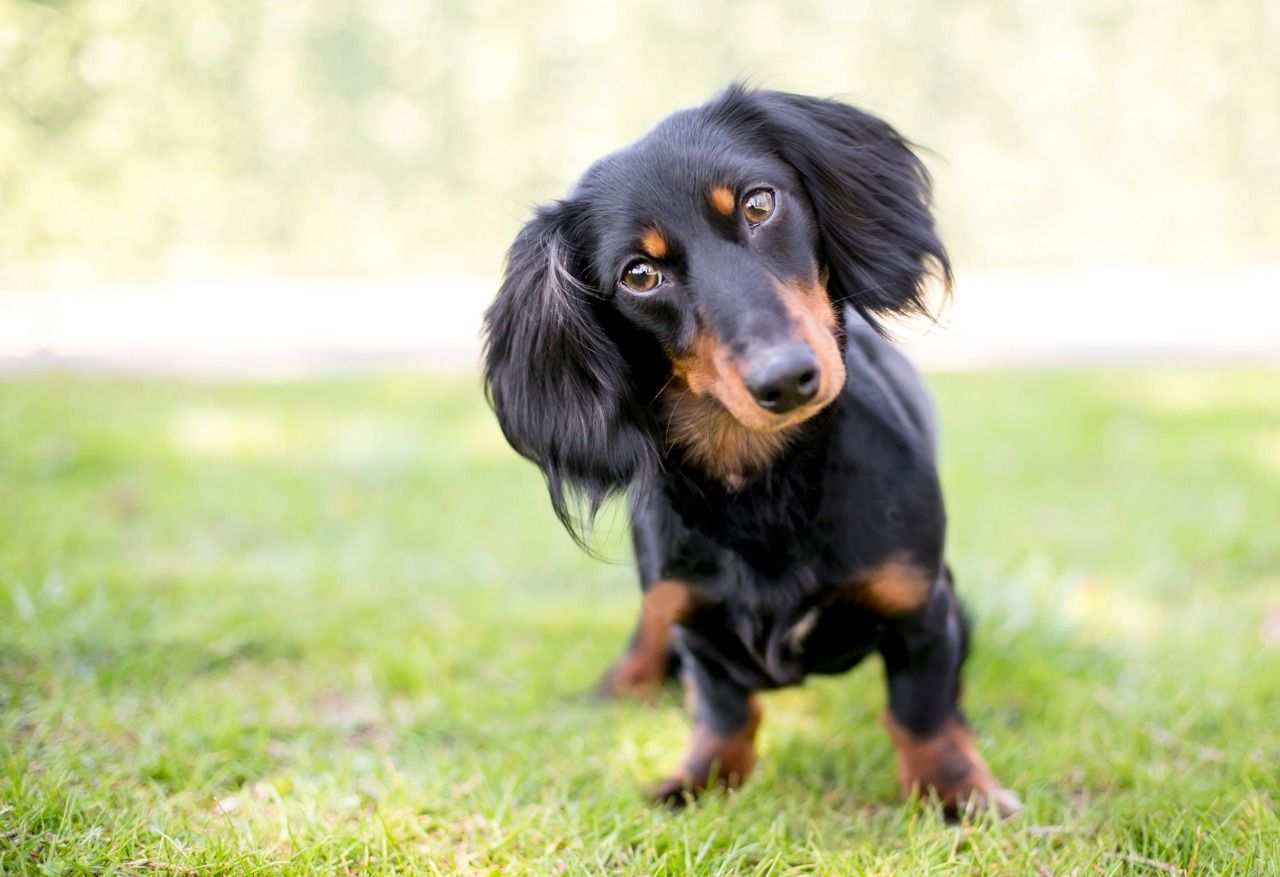 THE DACHSHUND Dogs Breed In The World