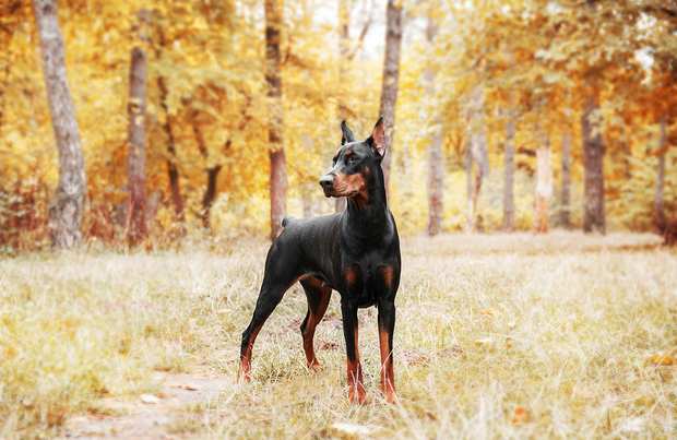 THE DOBERMAN PINCHER