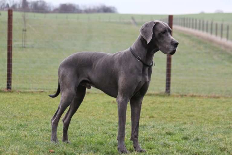 THE GREAT DANE