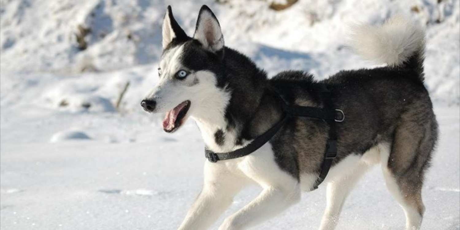 THE HUSKY Dogs Breed In The World