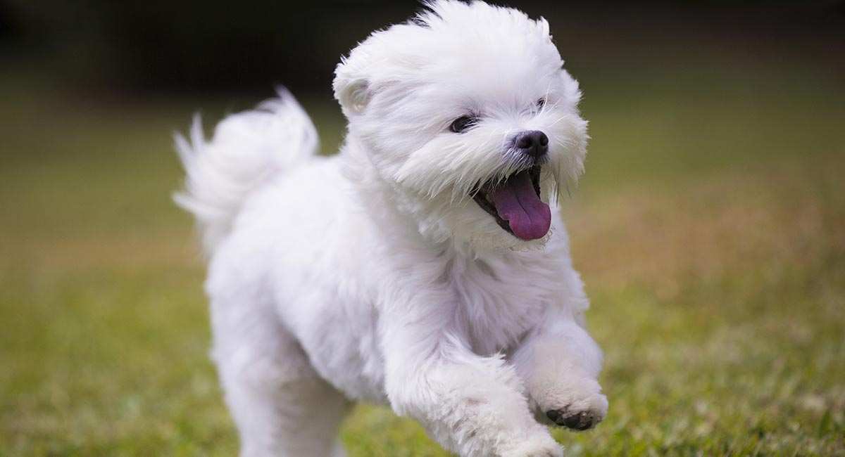 THE MALTESE Dogs Breed