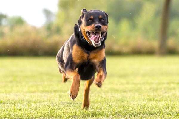 THE ROTTWEILER