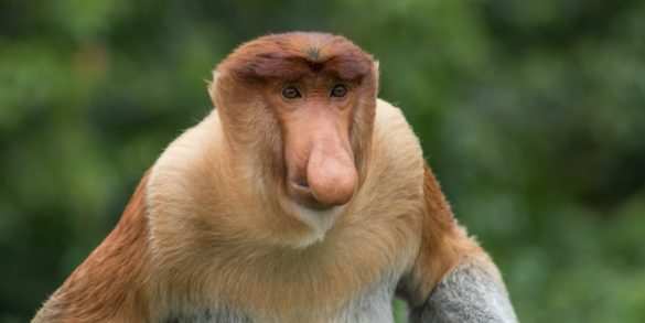 Top 10 Most Weirdest Monkeys Of All Time | World's Top Insider