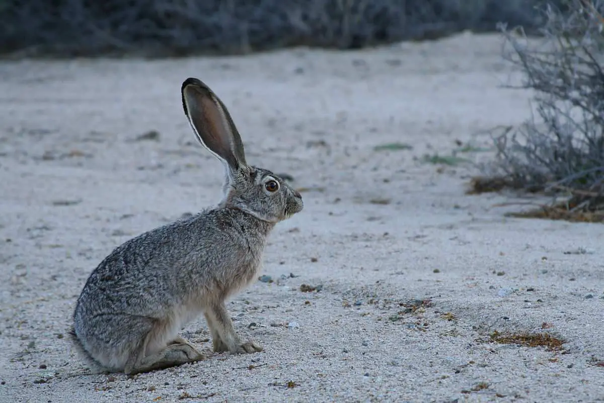 15 Land Animals In The World