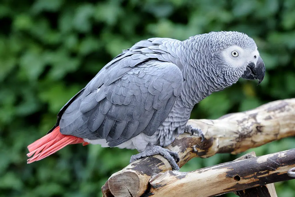 10 Most Beautiful Parrots In The World