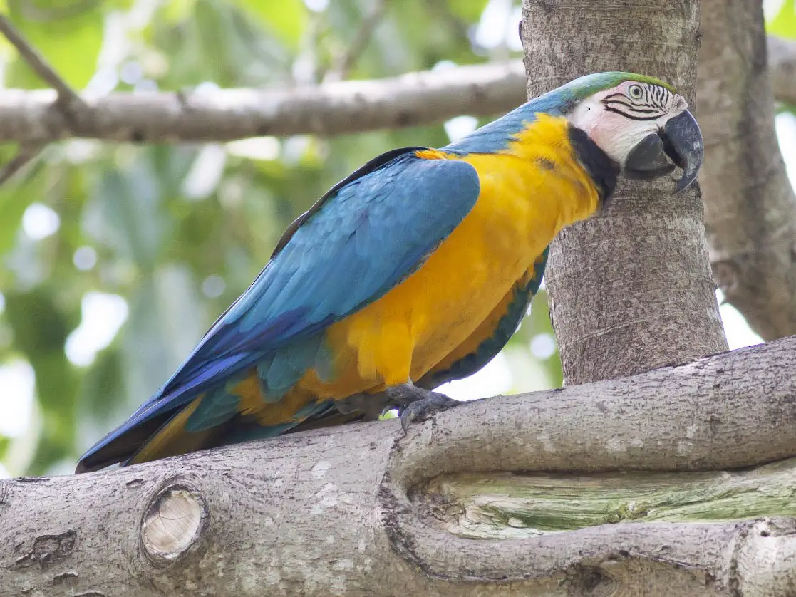 Top 10 Most Beautiful Parrots In The World