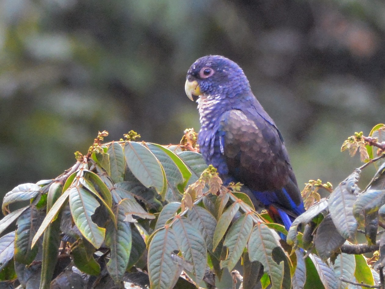 Most Beautiful Parrots In The World