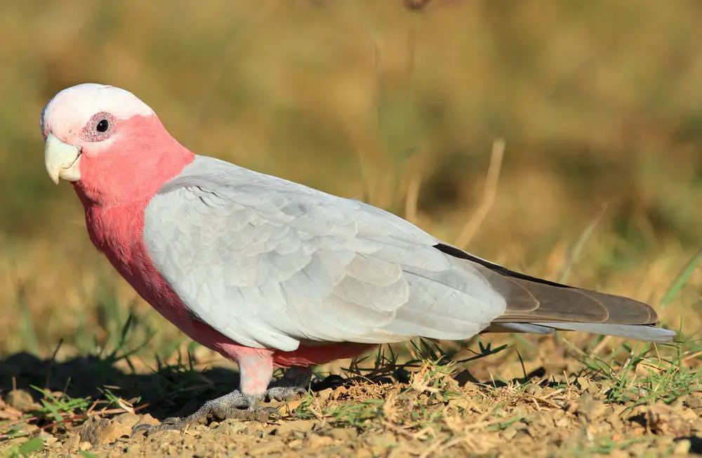 Top 10 Most Beautiful Parrots In The World