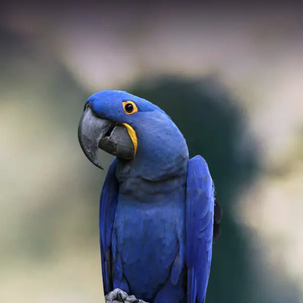 Top 10 Most Beautiful Parrots 