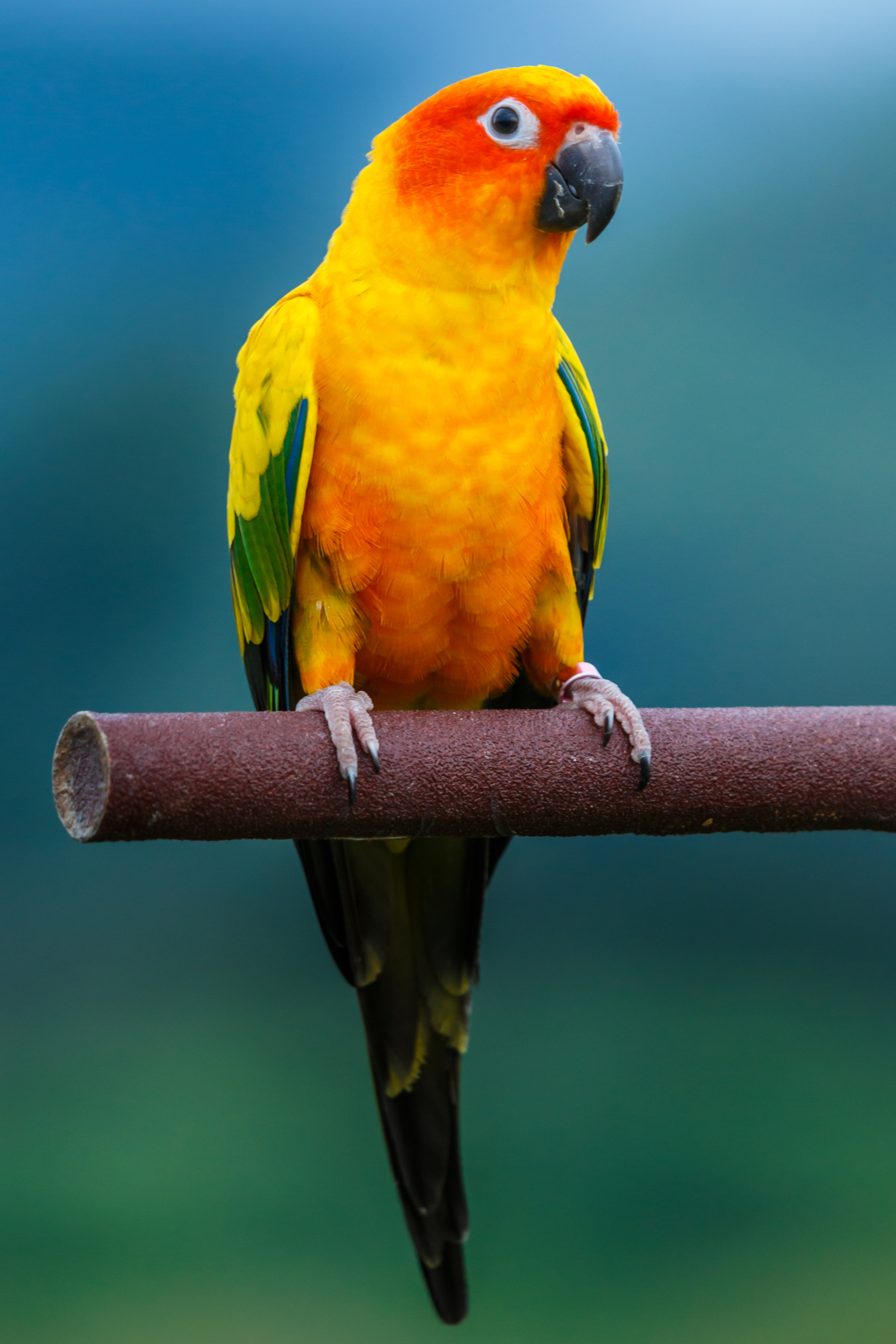 Top 10 Most Beautiful Parrots In The World