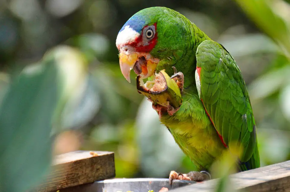  Parrots In The World