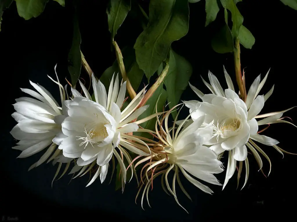 Top 10 Most Beautiful Flowers that Bloom only at Night