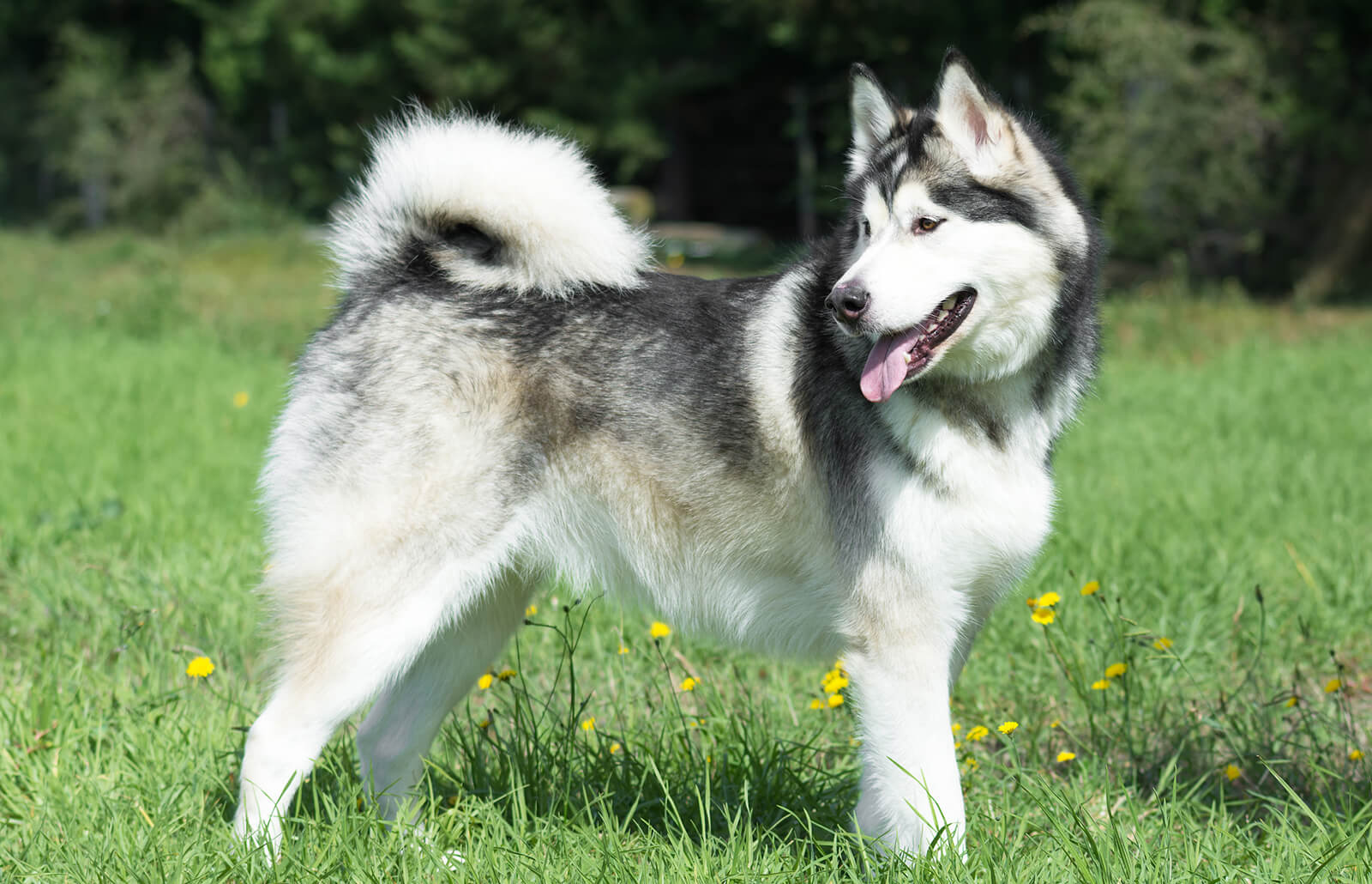 Alaskan Malamutes Dangerous Dog Breed in the world