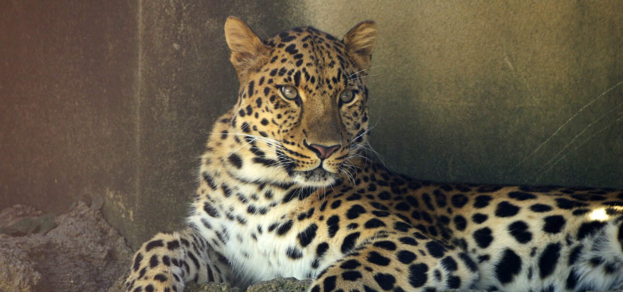 Amur Leopard Rarest Animals in the world