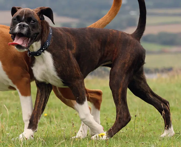 Boxer Dangerous Dog Breed 