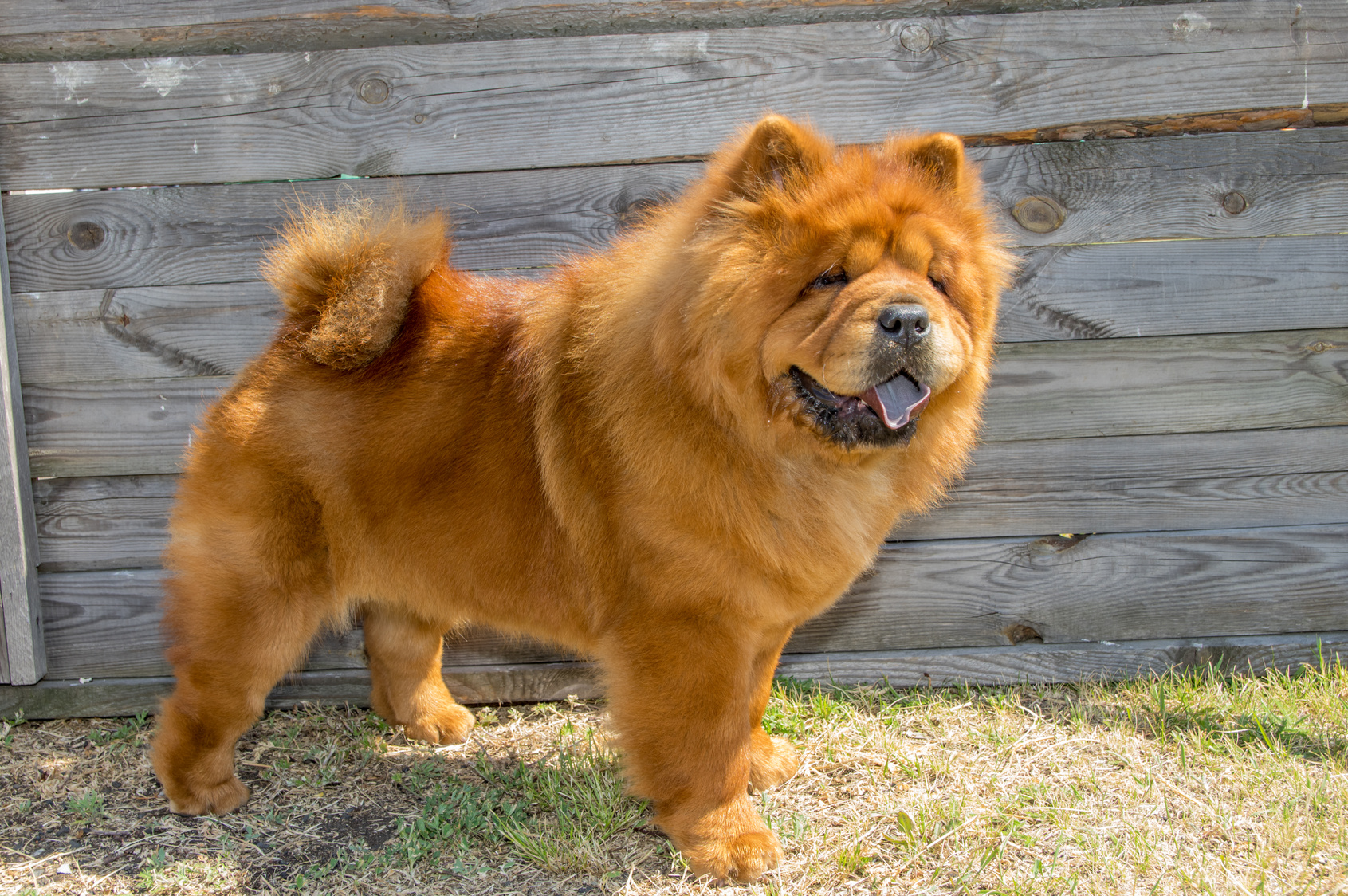   Chow Chow Dangerous Dog Breed 
