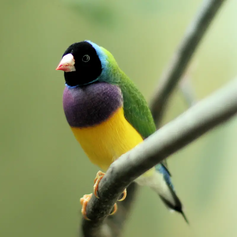 Gouldian Finch Top 20 Beautiful birds of the world