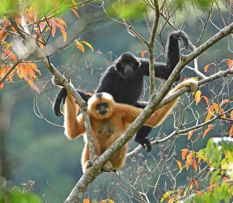  Hainan Gibbon Rarest Animals in the world