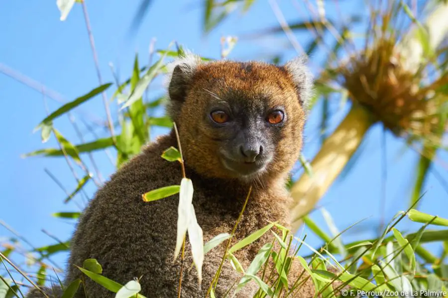 Madagascar's Greater Bamboo Lemur