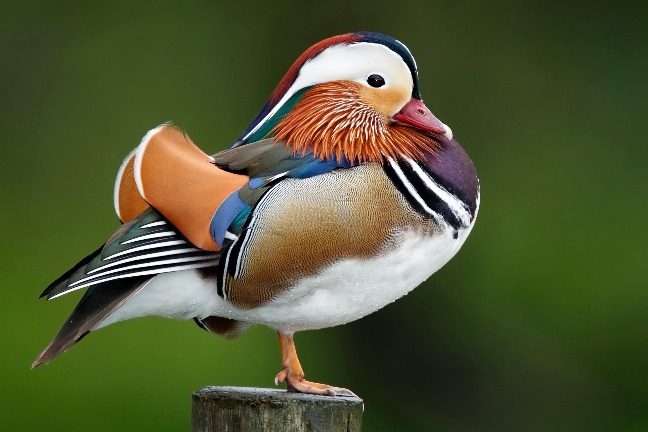 Mandarin Duck Beautiful Bird 