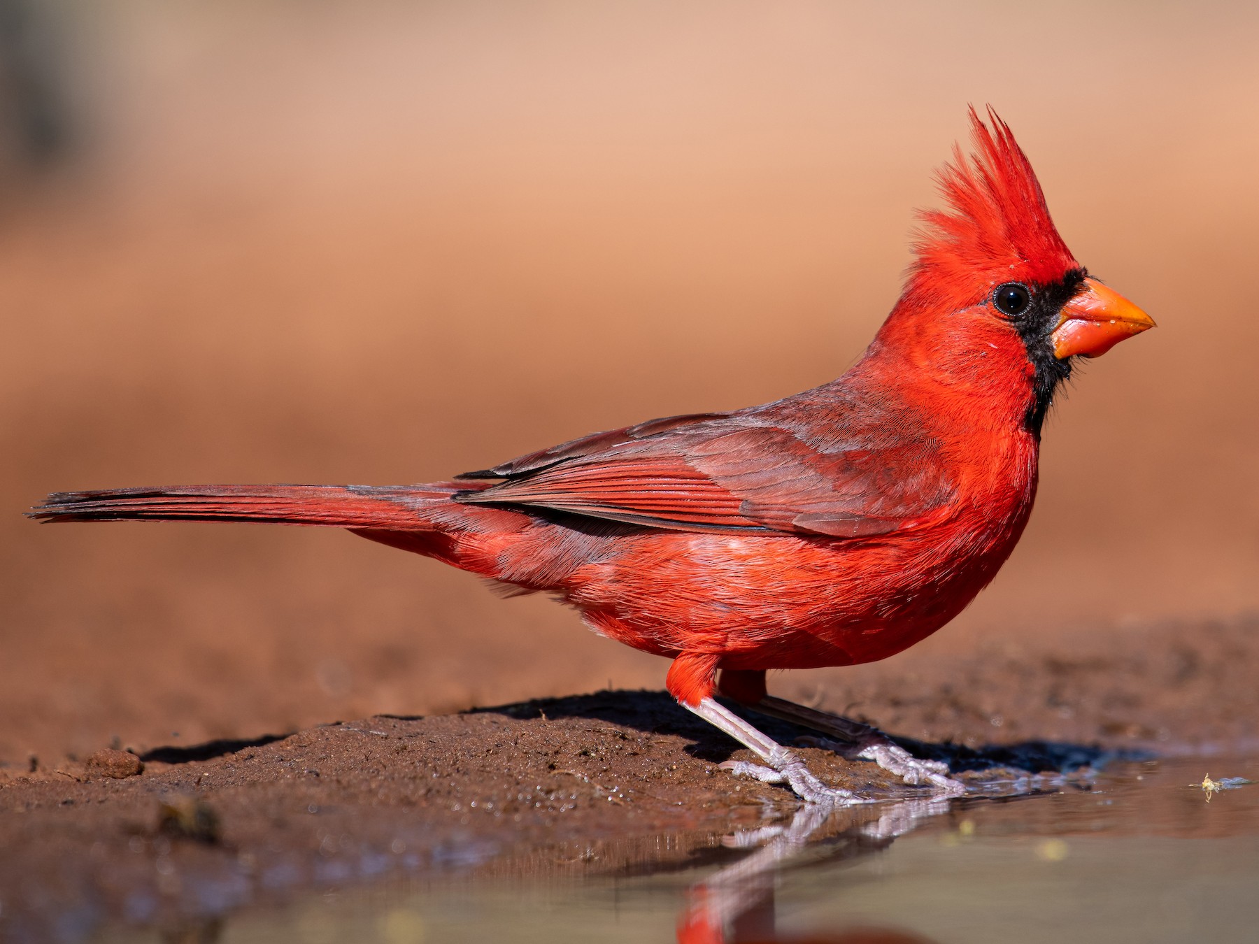 Northern Cardinal Beautiful Bird 