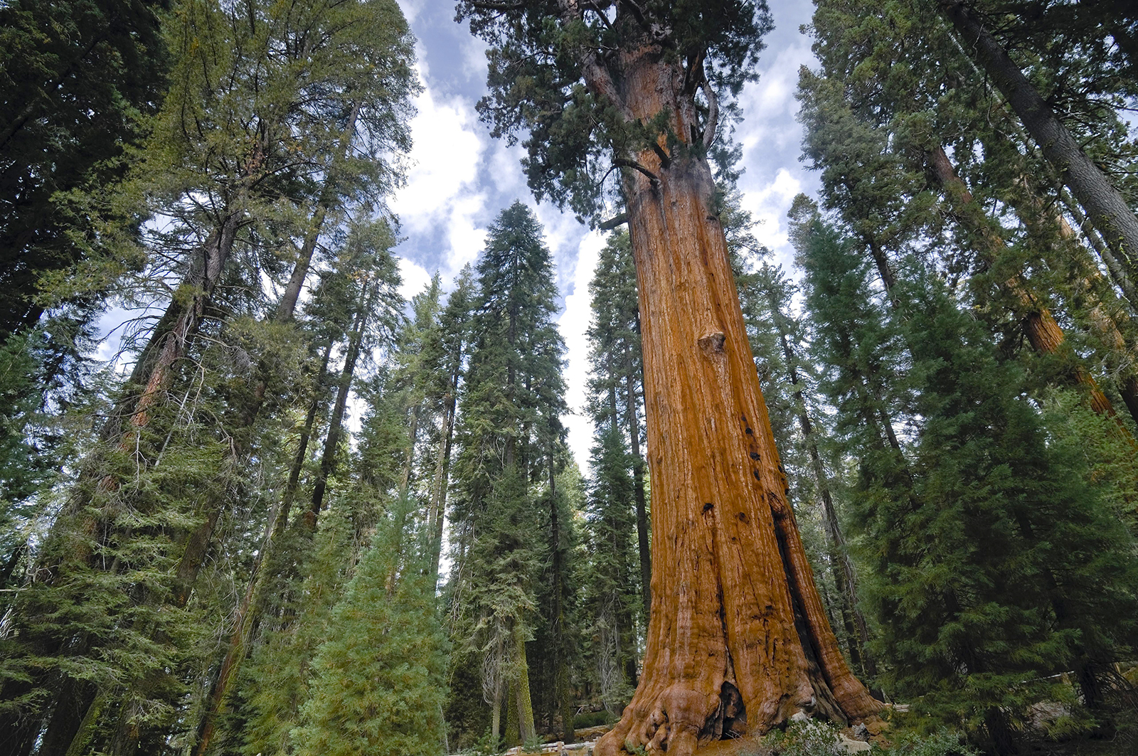 Top 10 Biggest Trees in the World