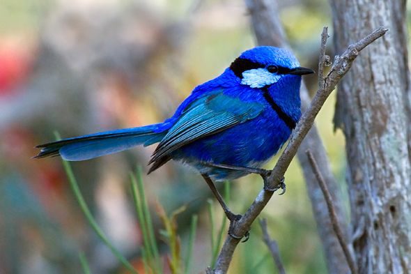 Top 20 Beautiful birds of the world