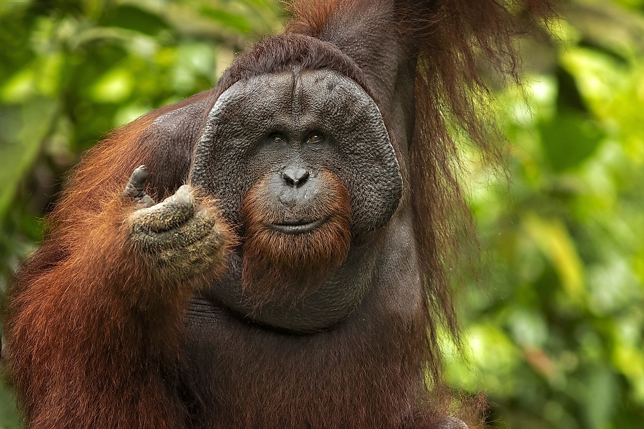 The Bornean Orangutan