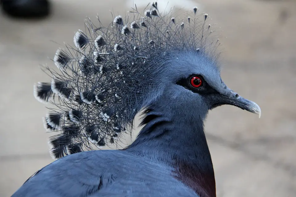 Victoria Crowned pigeons Beautiful Birds