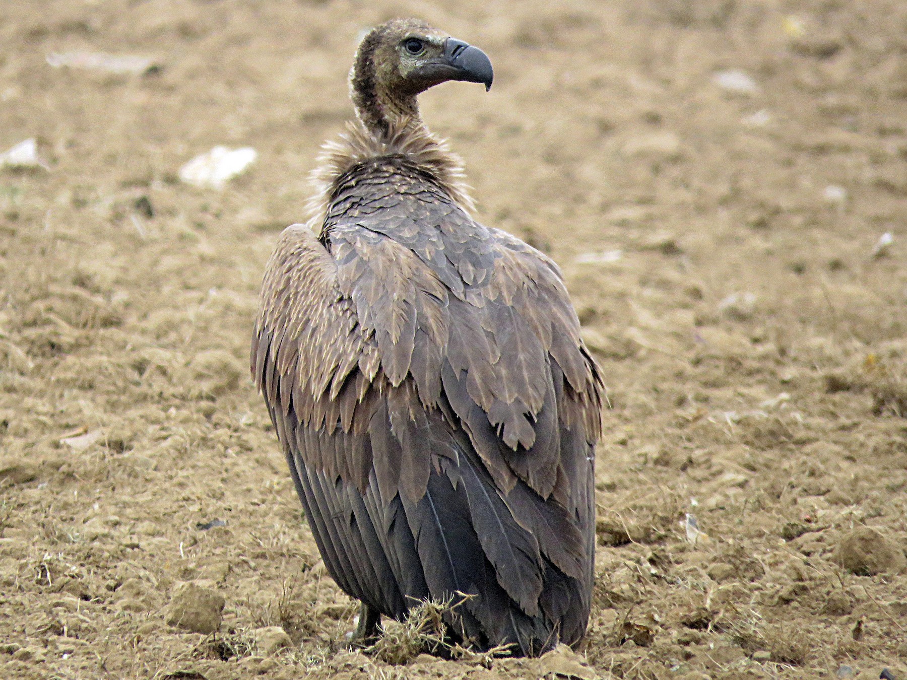 White-rumped vulture