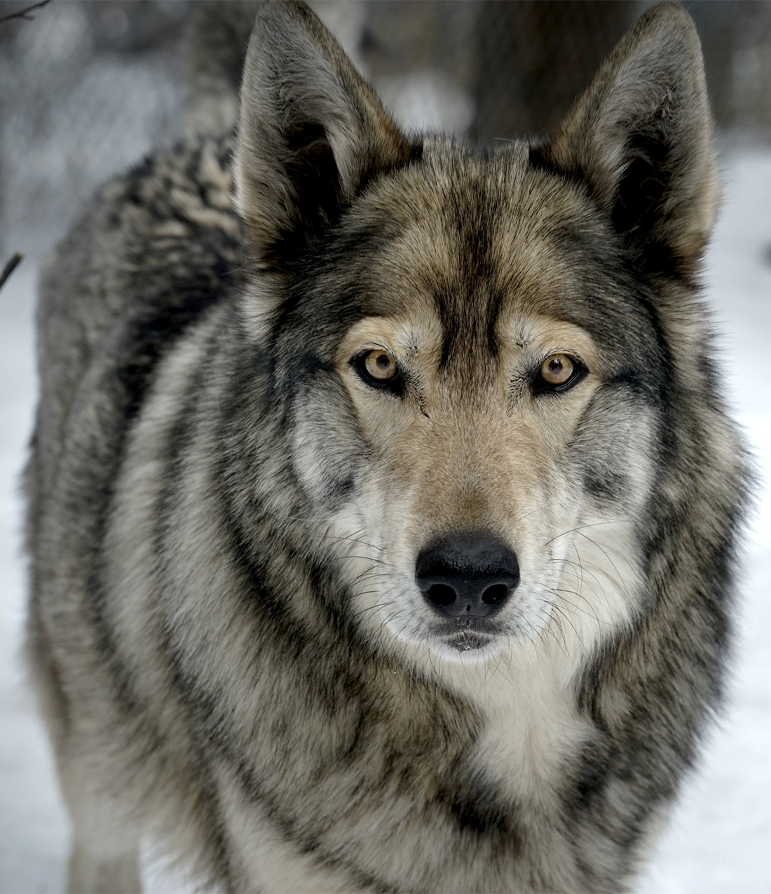 Wolf hybrid Dangerous Dog Breed 