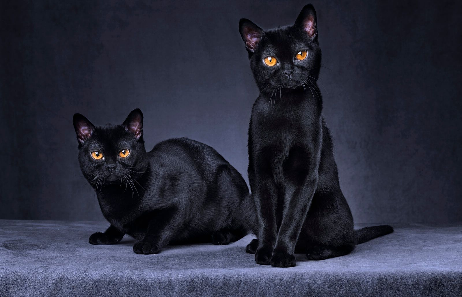 BOMBAY MOST POPULAR CAT BREEDS IN THE WORLD