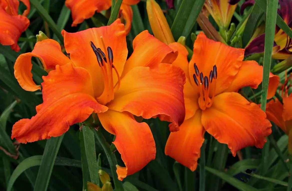 Top 15 Largest Flowers In The World World's Top Insider