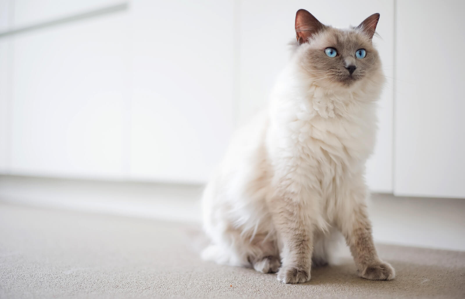 Ragdoll 10 MOST POPULAR CAT BREEDS IN THE WORLD