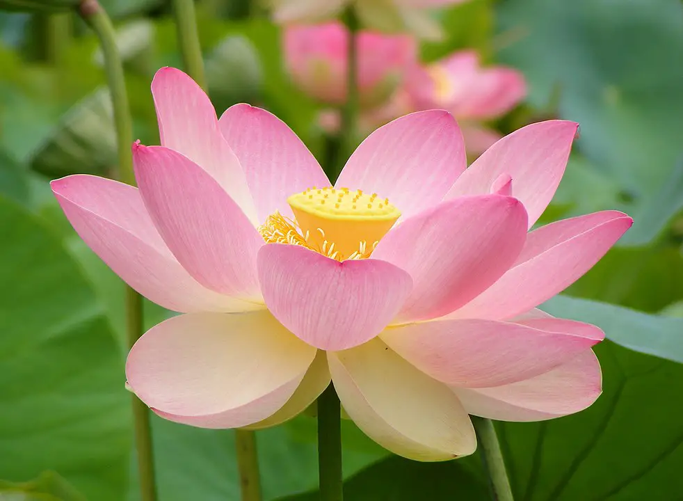 Sacred Lotus Flowers 
