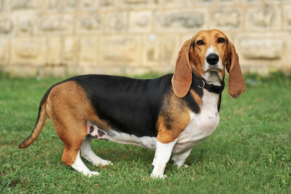 Basset Hound 15 Best Dogs for Apartment Living