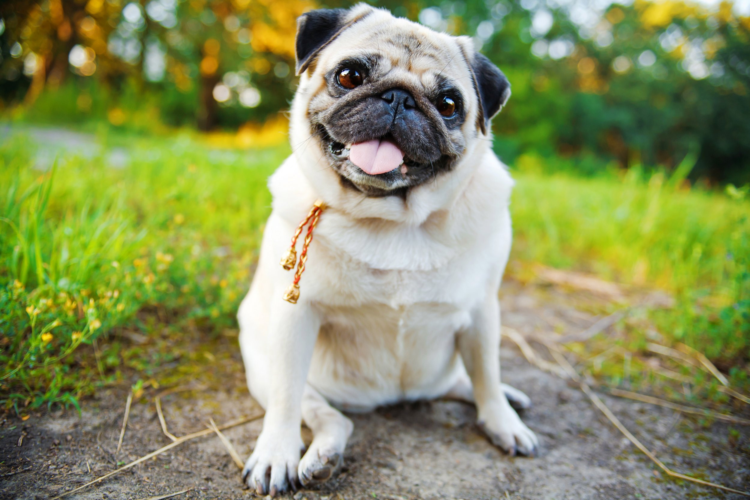 Pug Best Dogs for Apartment Living