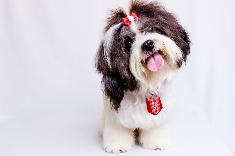 Shih Tzu 15 Best Dogs for Apartment Living