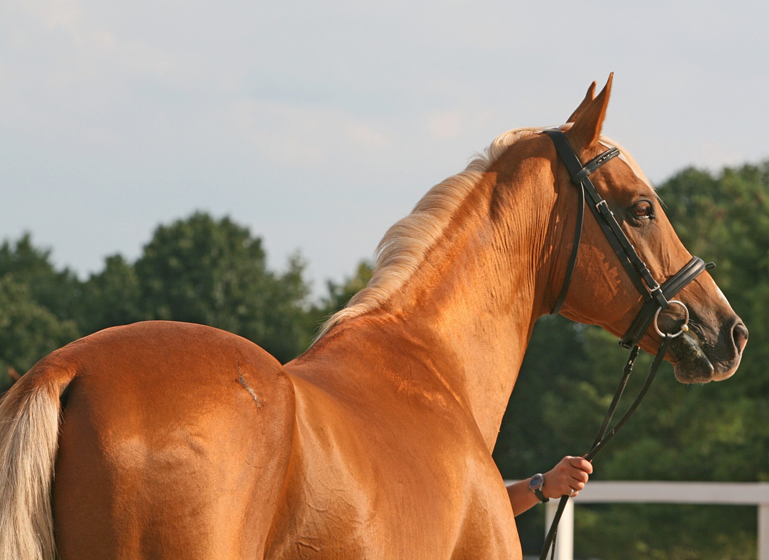 Akhal-Teke Most Expensive Horse breed