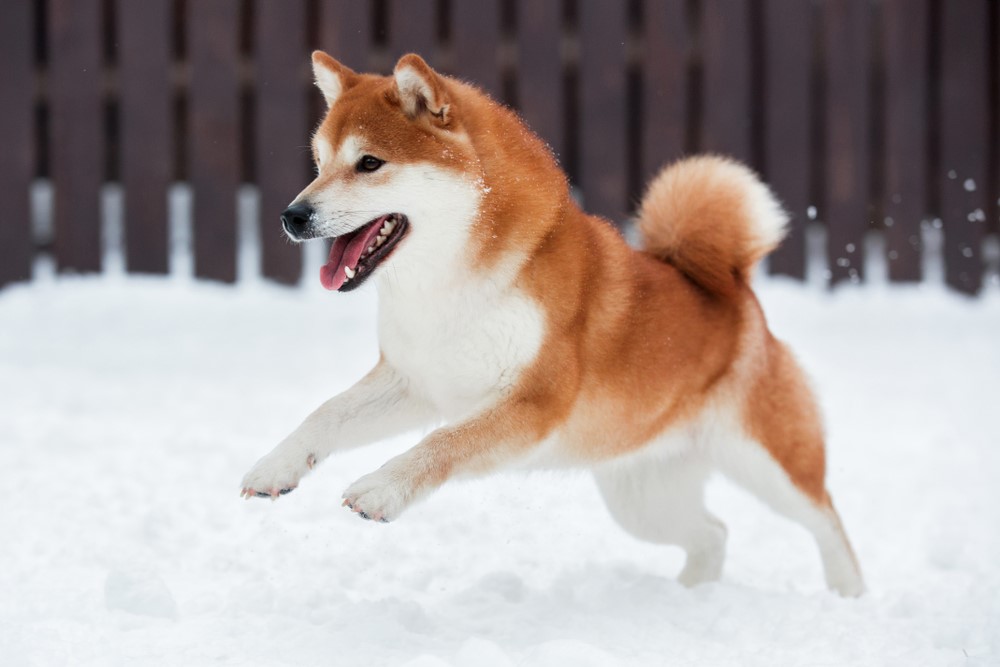Akita - $2000 to $3000 Most Expensive Dogs