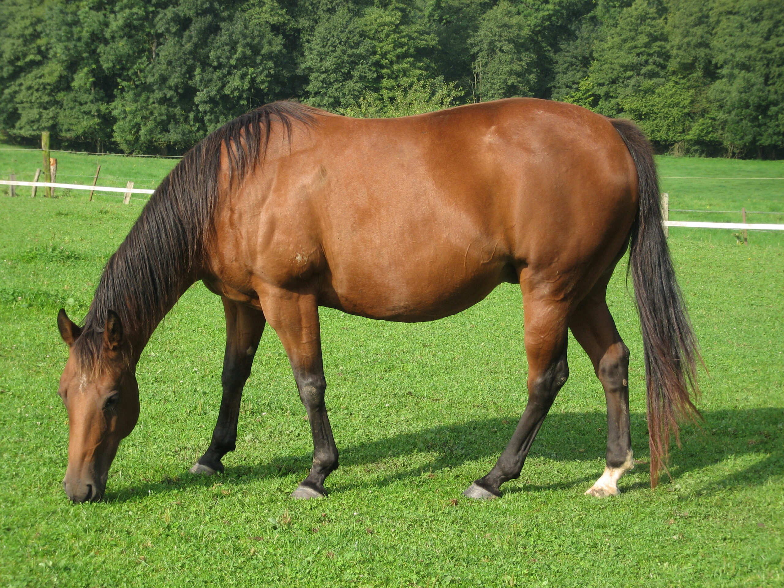 American Quarter Horse Most Expensive Horse breed