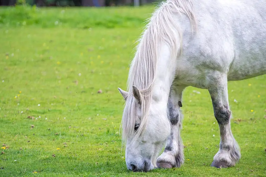 Andalusian horse