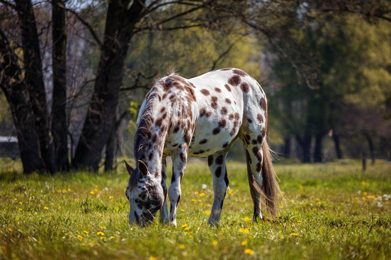 Appaloosa Most Expensive Horse breed