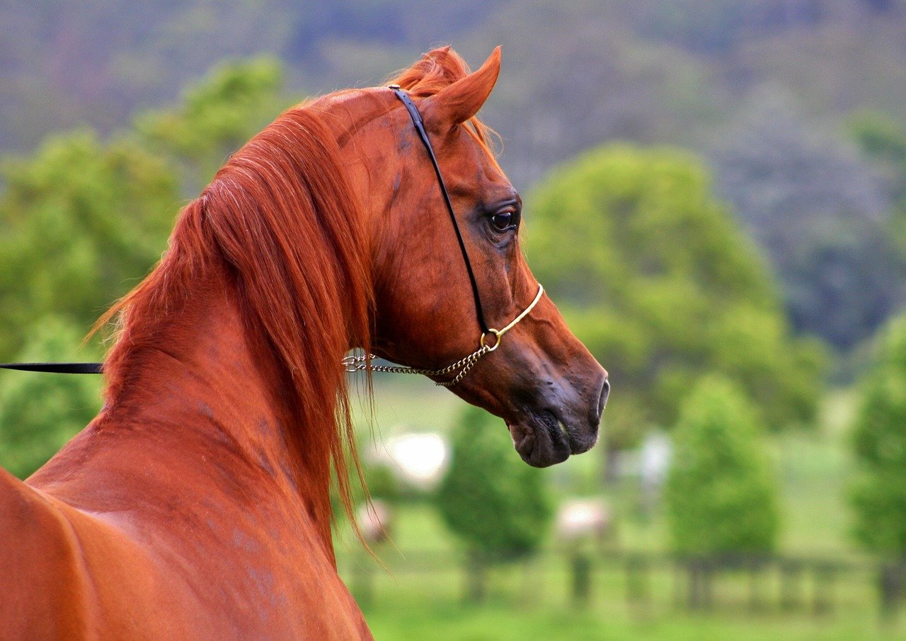 Arabians Most Expensive Horse breed